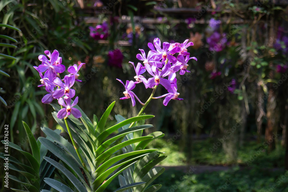 Obraz premium Colorful orchid farm cafe and agricultural industry