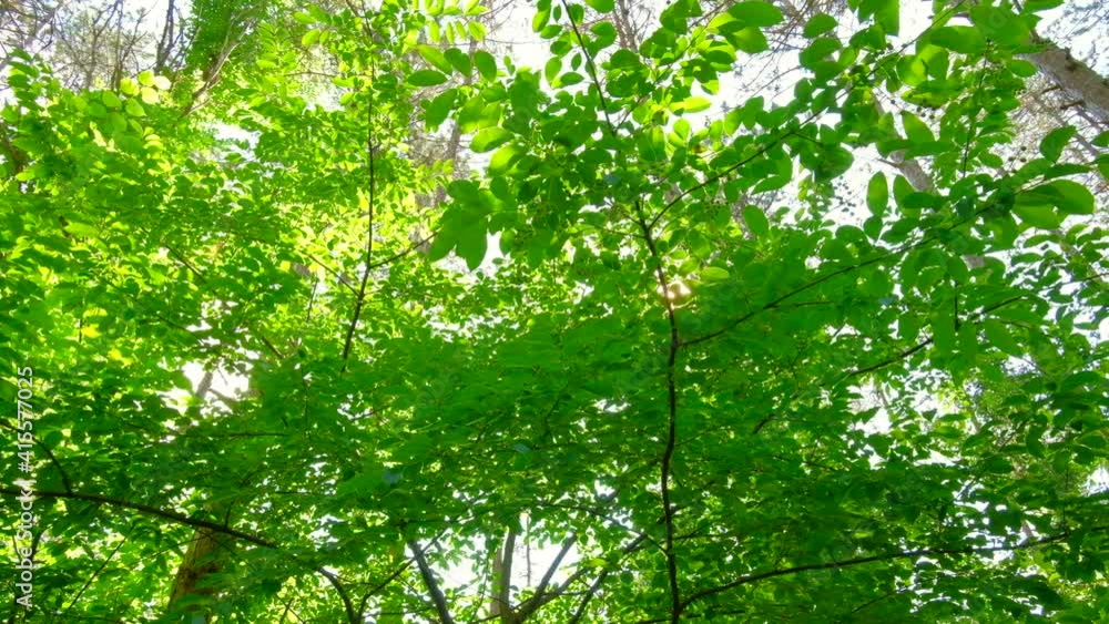 Sunlight makes its way through the leaves of the trees