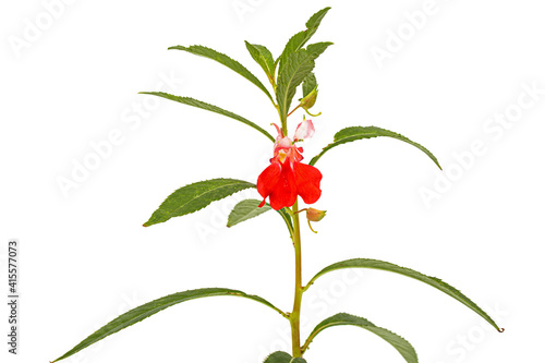 Foto Scarlet flower of Impatiens balsamina, garden balsam jewelweed touch-me-not plan
