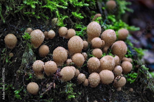 The stump puffball (Apioperdon pyriforme) is an inedible mushroom