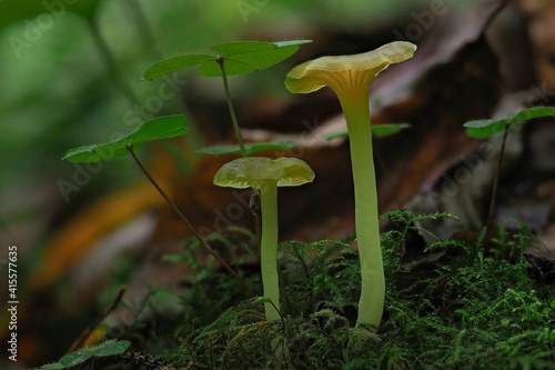 The Green Navel (Chrysomphalina grossula) is an inedible mushroom