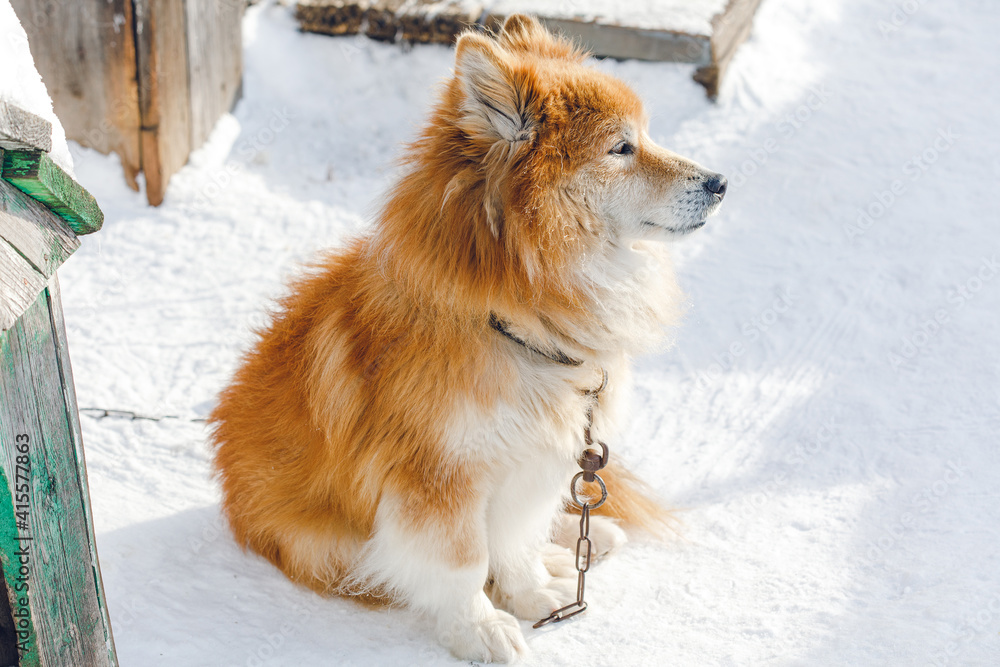 Portrait of fluffy red chained dog outdoors in winter Portrait of fluffy red chained dog outdoors in winter
