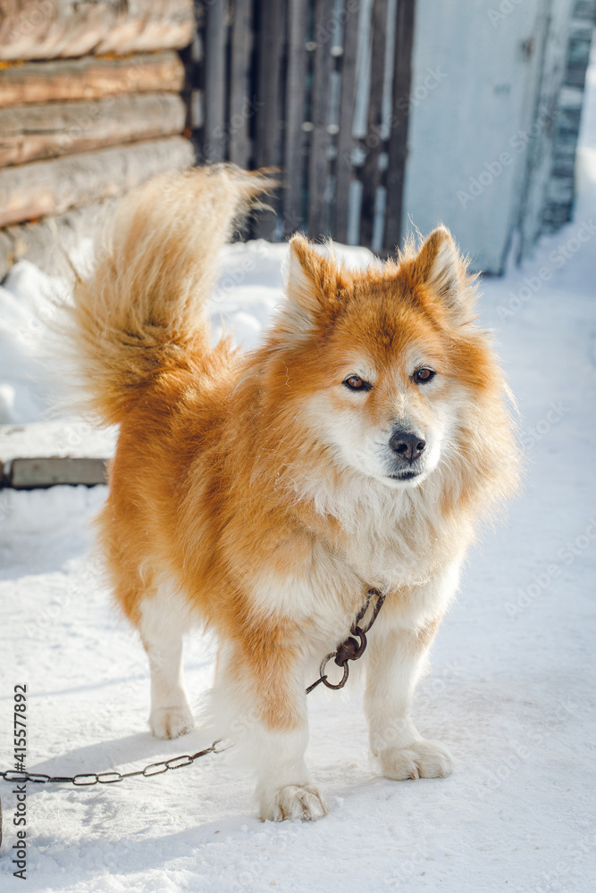 Portrait of fluffy red chained dog outdoors in winter Portrait of fluffy red chained dog outdoors in winter