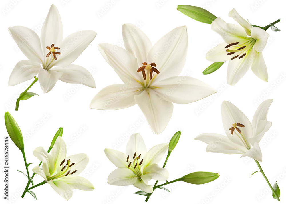 Fototapeta premium White lilly flower collection