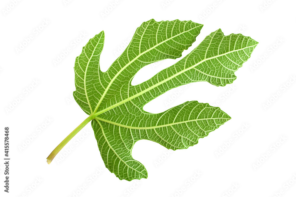 Purple fig leaf closeup Purple fig leaf closeup