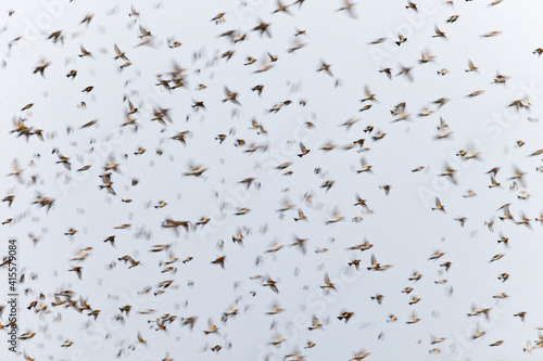 Foto PINZON REAL - BRAMBLINGS (Fringilla montifringilla)