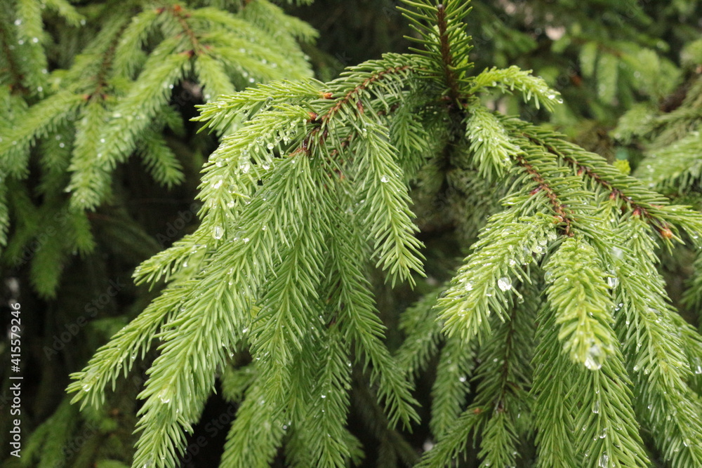 Raindrops hang on spruce needles on a summer day Raindrops hang on spruce needles on a summer day