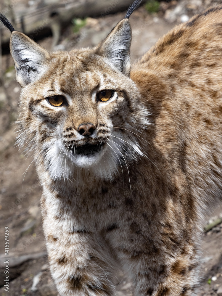 Scandinavian lynx, Lynx lynx lynx, with its mouth ajar watching the ...