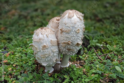 The Shaggy mane (Coprinus comatus) is an edible mushroom photo