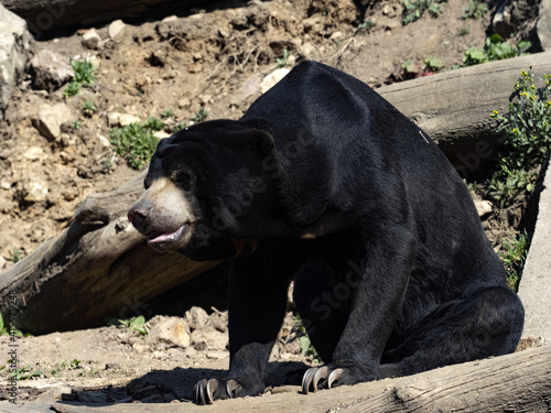 The Malayan sun bear, Helarctos malayanus, sits on a trunk and observes the landscape