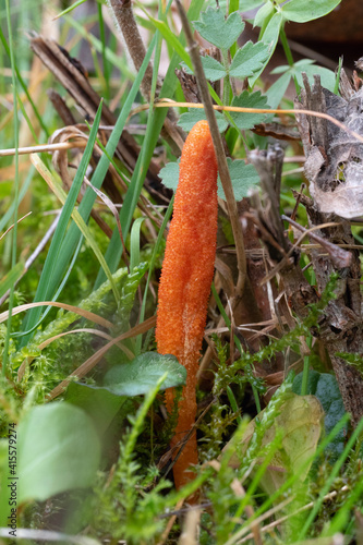 The Scarlet Caterpillarclub (Cordyceps militaris) is an edible mushroom