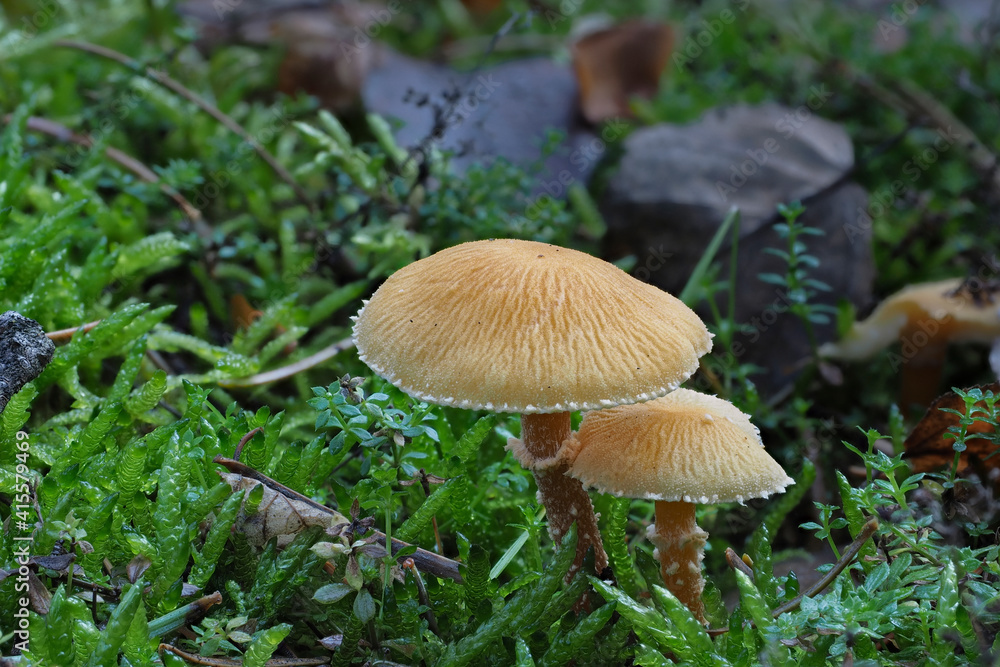 The Earthy Powdercap (Cystoderma amianthinum) is an edible mushroom The Earthy Powdercap (Cystoderma amianthinum) is an edible mushroom
