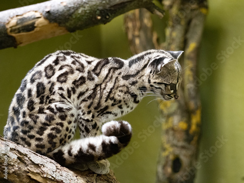 A rare Margay  Leopardus wiedii  sits on a branch and looks down