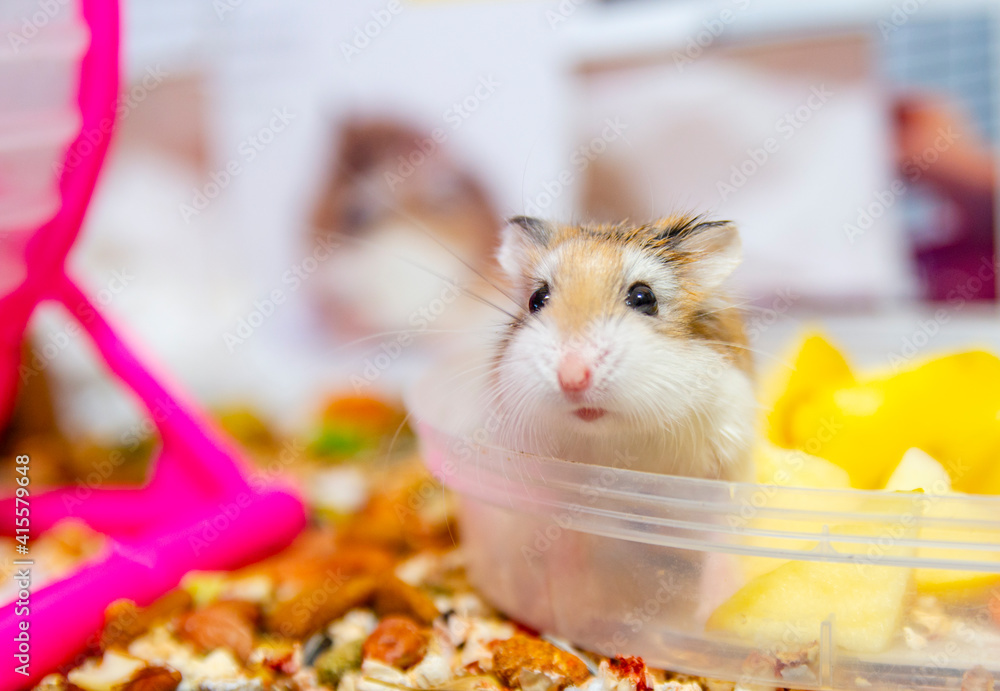 Roborovski hamster Roborovski hamster
