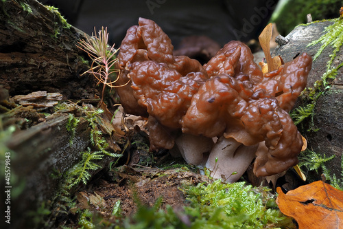 The hooded false morel (Gyromitra infula) is a deadly poisonous mushroom