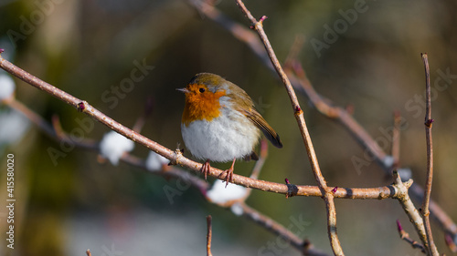 Beautiful Robin. The Robins just seem to love being photographed. Scotland, UK © Sebastian