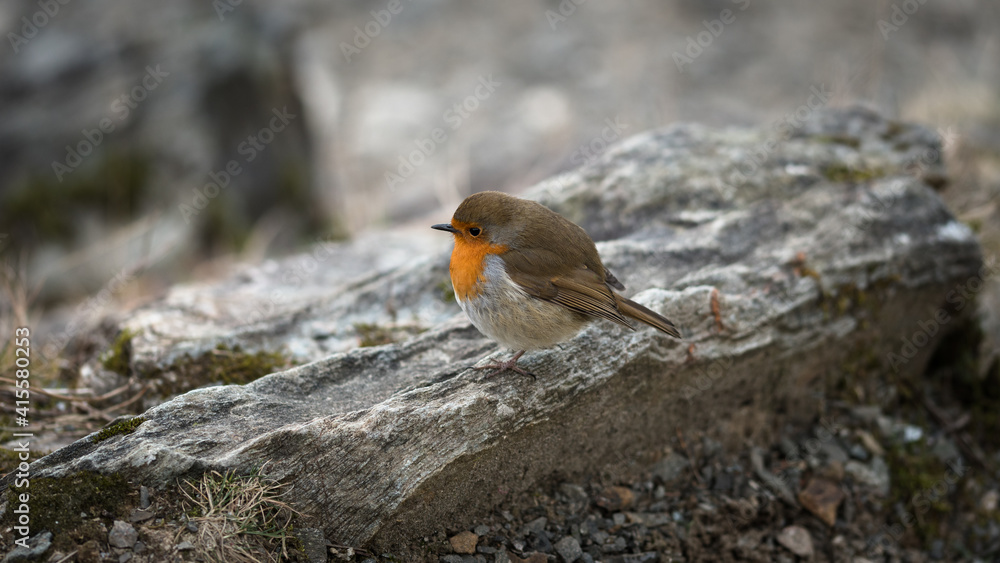 Beautiful Robin. The Robins just seem to love being photographed.
Scotland, UK Beautiful Robin. The Robins just seem to love being photographed.
Scotland, UK