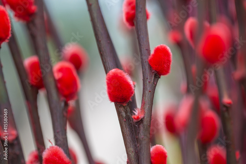 Colorful and silver willow leaves and branches，Salix argyracea E. Wolf
 photo