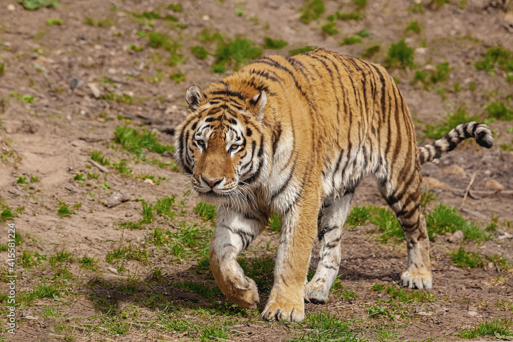 
Siberian Tiger (Panthera tigris altaica). 