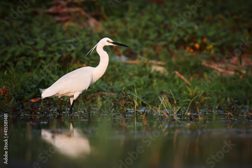 Little egret (Egretta garzetta) catches fish in the river Danube. White heron standing in the river and watching the fish. Wild scene from nature. The natural beauty of the Danube Delta in Romania © petrsalinger