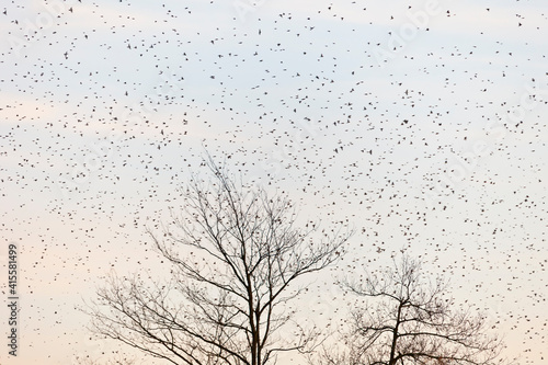 Flock of royal finches in migration. ROYAL PINZON - BRAMBLINGS (Fringilla montifringilla)