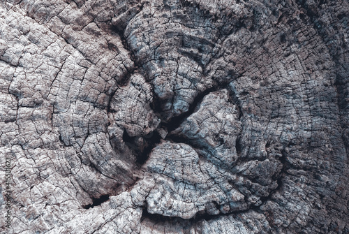 Natural background of the old stump of a big tree. Abstract wood textured.
