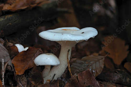 The Ivory Woodwax (Hygrophorus eburneus) is an edible mushroom