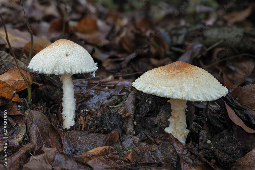 The Shield Dapperling (Lepiota clypeolaria) is a poisonous mushroom The Shield Dapperling (Lepiota clypeolaria) is a poisonous mushroom