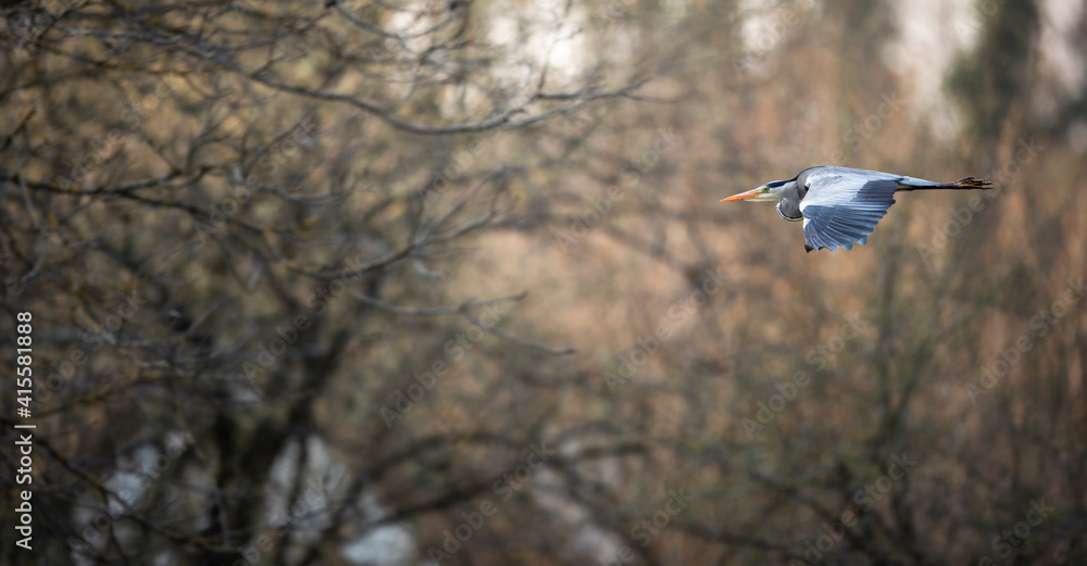 Grey Heron  (Ardea cinerea) in flight in lovely evening light - wildlife in its natural habitat