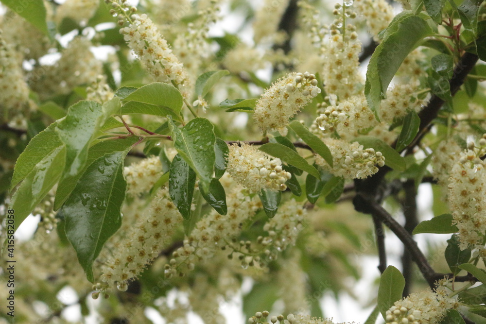 Fragrant bird cherry inflorescences bloom on the tree in spring Fragrant bird cherry inflorescences bloom on the tree in spring