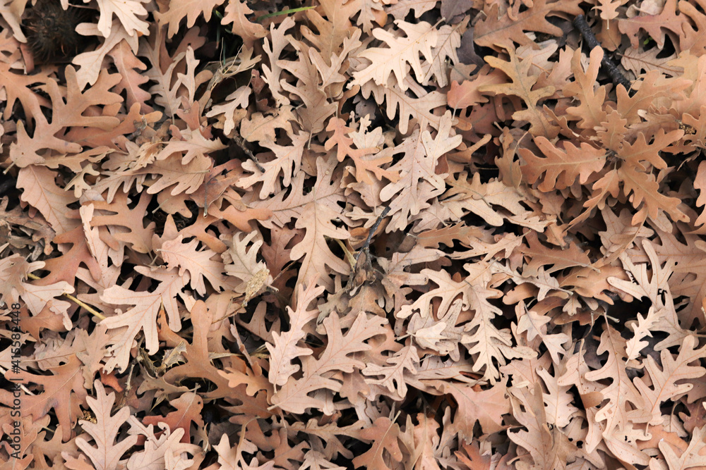 Autumn leaves on the forest floor. Natural background of the fallen oak leaves. Autumn leaves on the forest floor. Natural background of the fallen oak leaves.