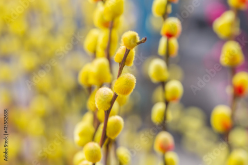 Colorful and silver willow leaves and branches，Salix argyracea E. Wolf
 photo