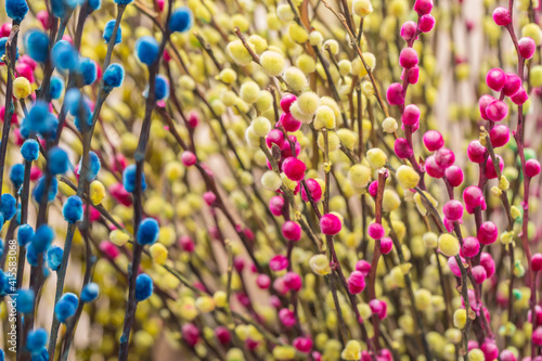 Colorful and silver willow leaves and branches，Salix argyracea E. Wolf
 photo