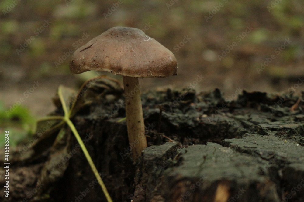 A small mushroom grew among dry leaves in a summer forest A small mushroom grew among dry leaves in a summer forest