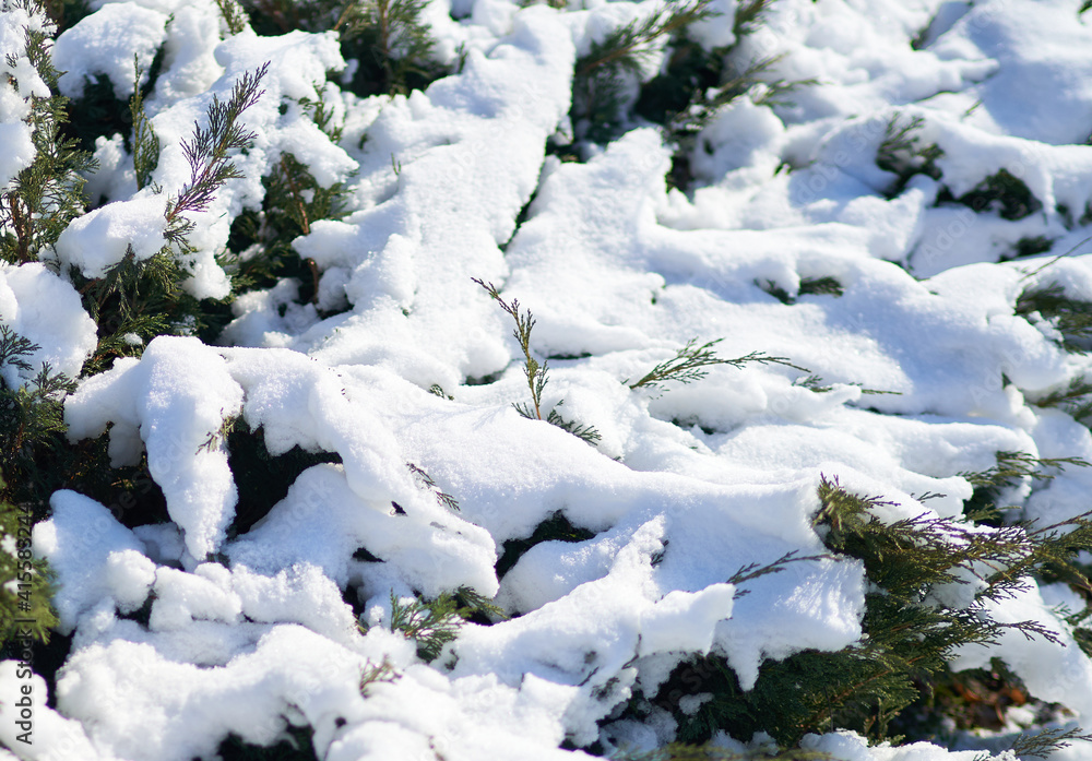 trees in the park are covered with snow in winter