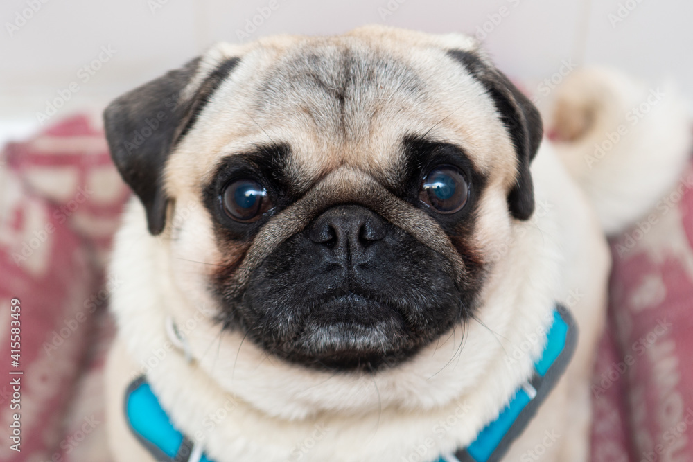 Close-up portrait of wonderful pug dog looking at the camera.Best friend concept Close-up portrait of wonderful pug dog looking at the camera.Best friend concept
