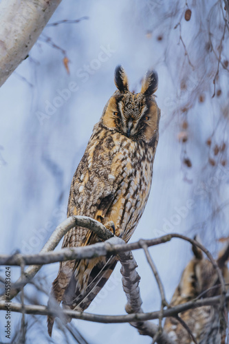 Asio otus long eared owl in wild nature