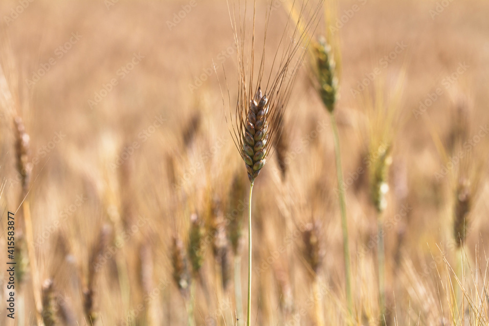 Fototapeta premium Wheat ears in the field