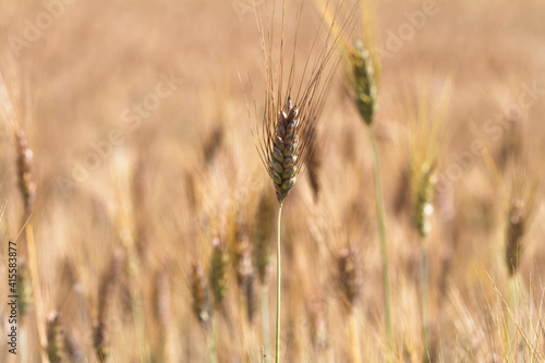 Wheat ears in the field