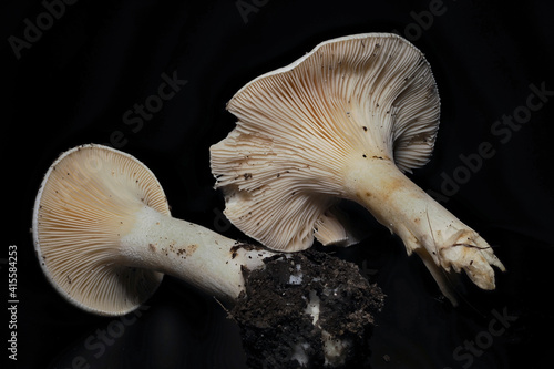 The Leucopaxillus rhodoleucus is an inedible mushroom photo