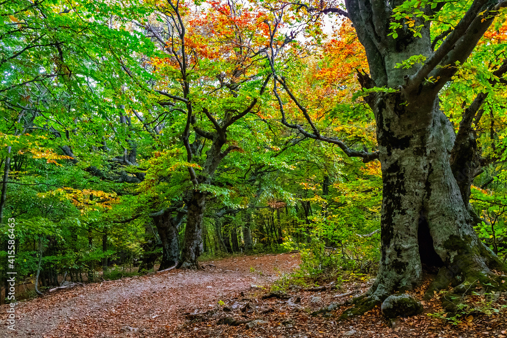 Fototapeta pathway in the autumn beech grove with green and yellow leaves on the trees