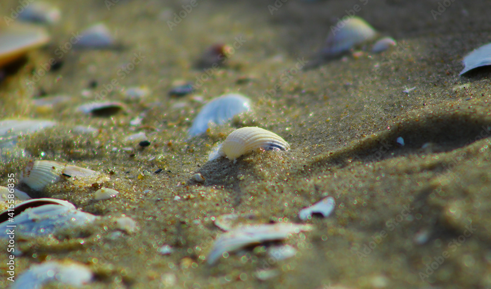 Małe muszelki na piaszczystej plaży nad Bałtykiem Małe muszelki na piaszczystej plaży nad Bałtykiem
