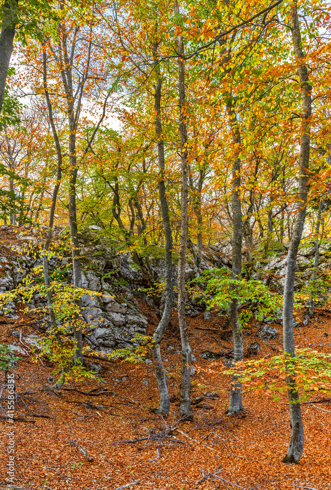 rocks in the autumn beech grove with green and yellow leaves on the trees