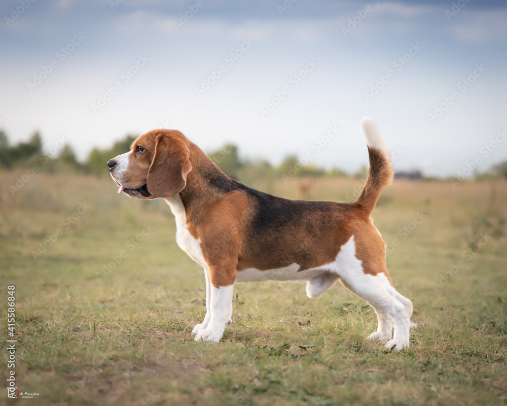 beagle in the grass, beagle, beagles, standing beagle,  shemsu sotis perun, shemsu sotis