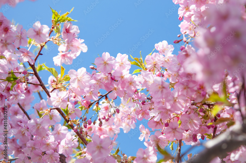 桜の花 河津桜 背景の青空に映えるピンクの花 クロースアップ  日本の春