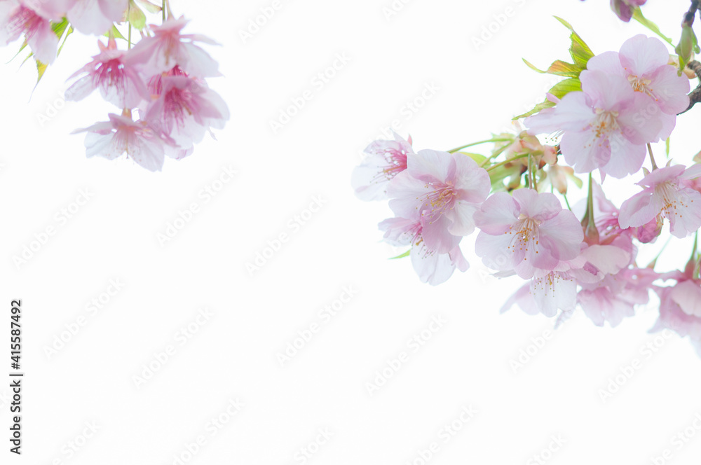 桜の花 河津桜 明るい白背景 ピンク 春 日本