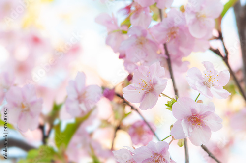 満開の桜の花 河津桜 クロースアップ ピンク 日本の春