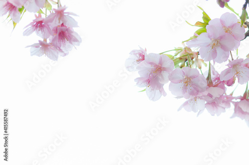 桜の花 河津桜 明るい白背景 ピンク 春 日本