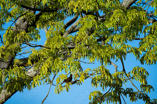 Oropendola or Conoto resting on a tree branch. photo