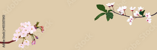 Two kinds of realistic cherry blossom banner. vector illustration, graphic, landscape, web header, banner, spring, flower, copy space, beige background,